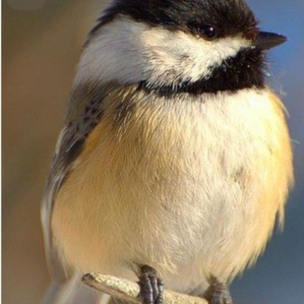 Meet your Posher, Chickadee
